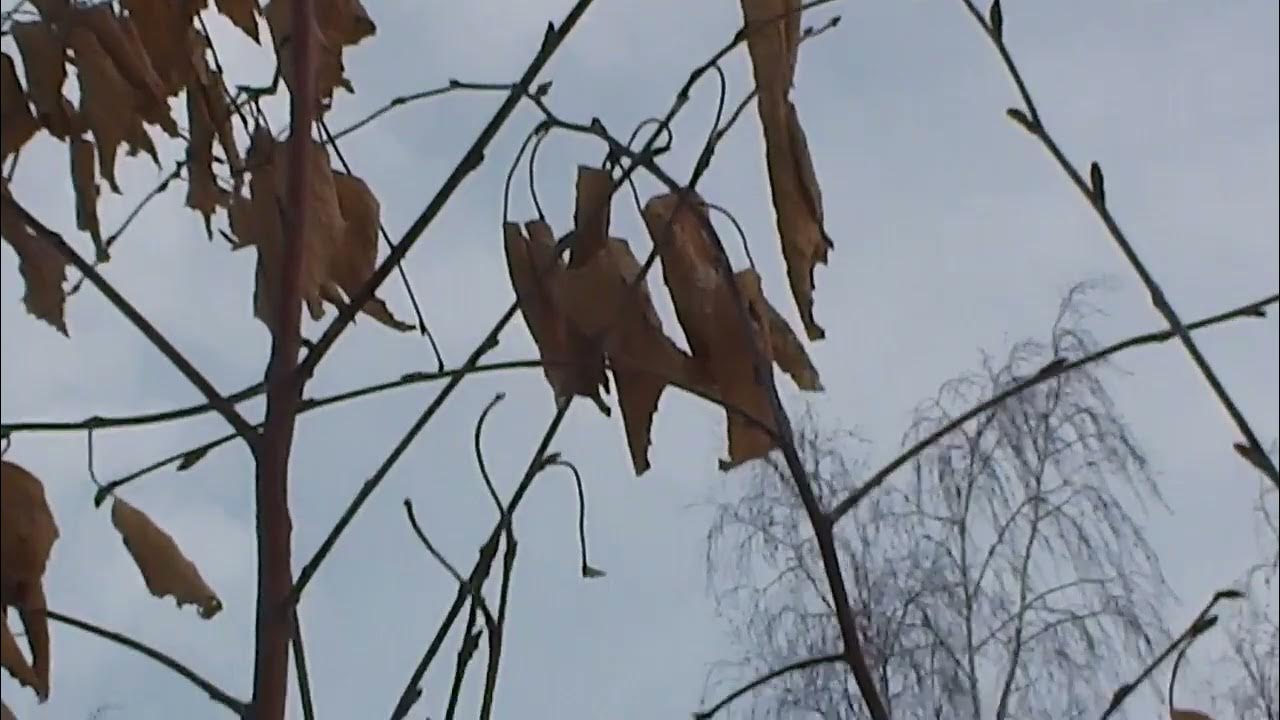 Ловля певчие видео. Ловля певчих птиц сетью. ловля птиц тайником. ловля певчих птиц понцами.