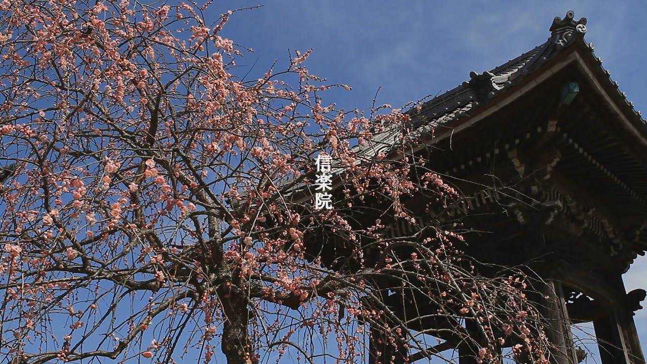 信楽院しだれ梅2020 滋賀県蒲生郡日野町村井 YouTube