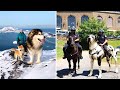 दुनिया के 10 सबसे बड़े कुत्ते जिन्हें देखने के लिए नसीब लगता है || Top 10 Biggest Dogs In The World