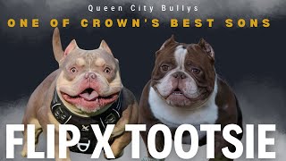 BREEDING TOOTSIE TO ONE OF CROWN’S BEST MICRO BULLY SONS