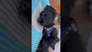 Bentley the Black Cockapoo | Puppy Gets Mad When You Interrupt His Sleep | IG: @BentleysJoy__