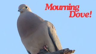 Mourning Dove Cooing and Relaxing