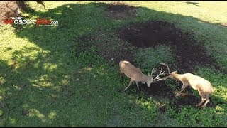Vídeo Cazar Montería en Ciudad Real