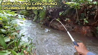 Mancing di Selokan Yang tak Terjamah Manusia Baru Plung Langsung Disambar Babon #LM26