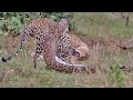 Python Constricts Leopard As It Fights Back!