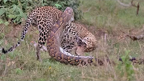 Can a python eat a Jaguar?