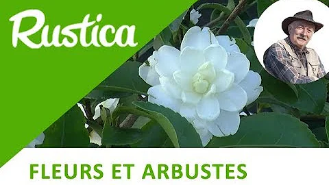 Quand et comment faire des boutures de camélia ?