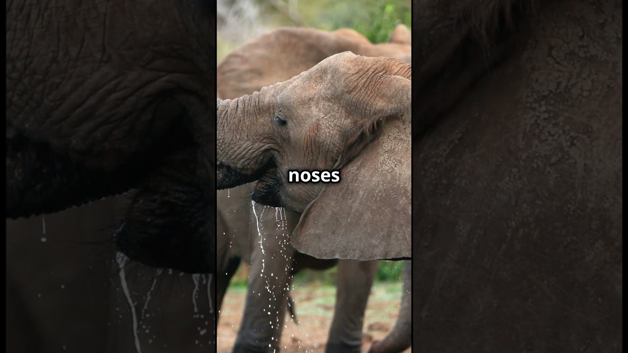 🐶 Which Animal Has the Best Nose? 🦈🐘🐻
