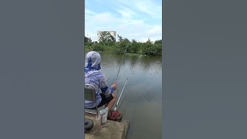 Câu cá Diếc, toàn con to  #cauca #fishing #caucadiec