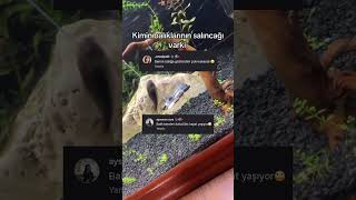 Komik Instagram Yorumları 2337 Şfet