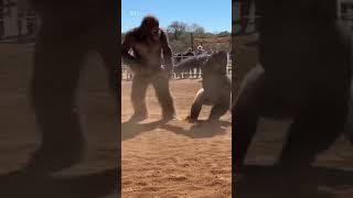 Bigfoot vs Gorilla – Dust Ring Clash in Village Arena (One Take 8K Real-Time)
