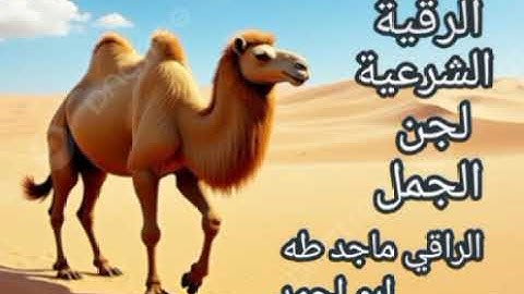 الرقية الشرعية لجن الجمل (ماجد طه ابو احمد) 