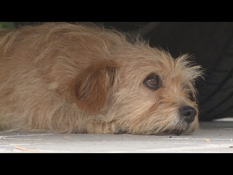 Videó: Hogyan Tartsuk Melegben A Kutyát Téli Időben