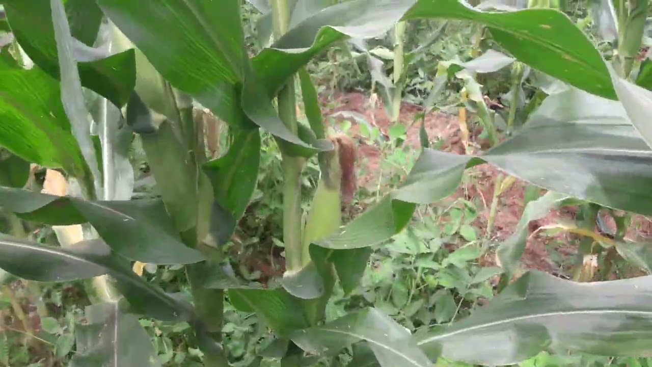 Culture du maïs en association avec  l'arachide sous irrigation goutte-à-goutte en contre saison