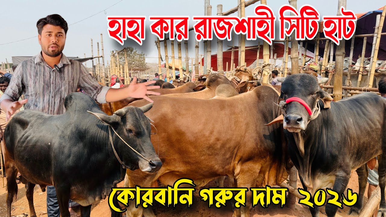 রাজশাহী সিটি হাটে দেশি-শাহিওয়াল গরুর বাজারে অস্থিরতা।২০২৬ কোরবানি। Caw price bd