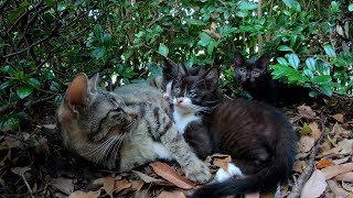 子猫に母乳を与える母猫