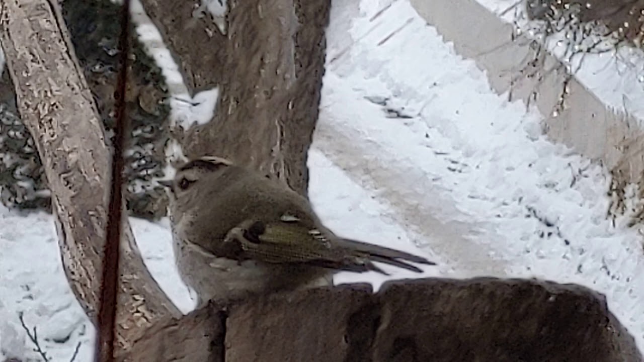 Golden-crowned kinglet 