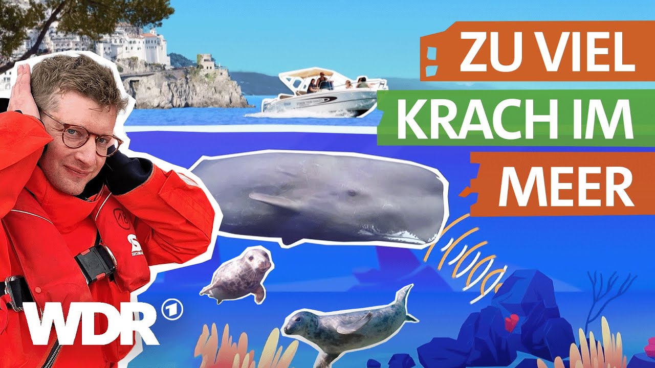 Lärmverschmutzung: Was passiert, wenn es Unterwasser zu laut ist ...