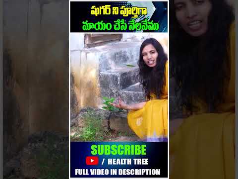 ష గర న ప ర త గ మ య చ స న లవ మ HealthTree Nelavemu