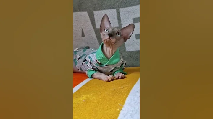Watch the video about Canadian Sphynx Hinata — is a charming blue kitty