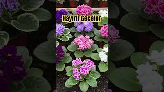 🏘️ İyi Geceler Mesajları ✨
