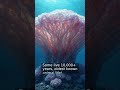 🤯 Ancient Deep-Sea Secret: The Amazing Glass Sponge!