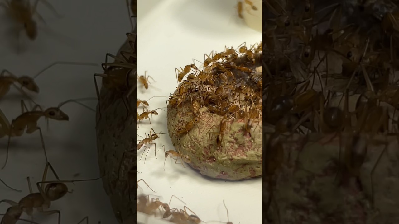 Mes fourmis jaunes d’Afrique sont retourné au nid