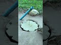 Really Quick Unique Bird Trap #shorts
