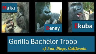 ▶️ As Time Goes By ...... with three Western Lowland Gorilla Brothers:  Maka, Denny, and Ekuba  🍠🫑🥬🦍
