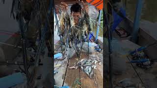 Amazing Shrimp Fishing