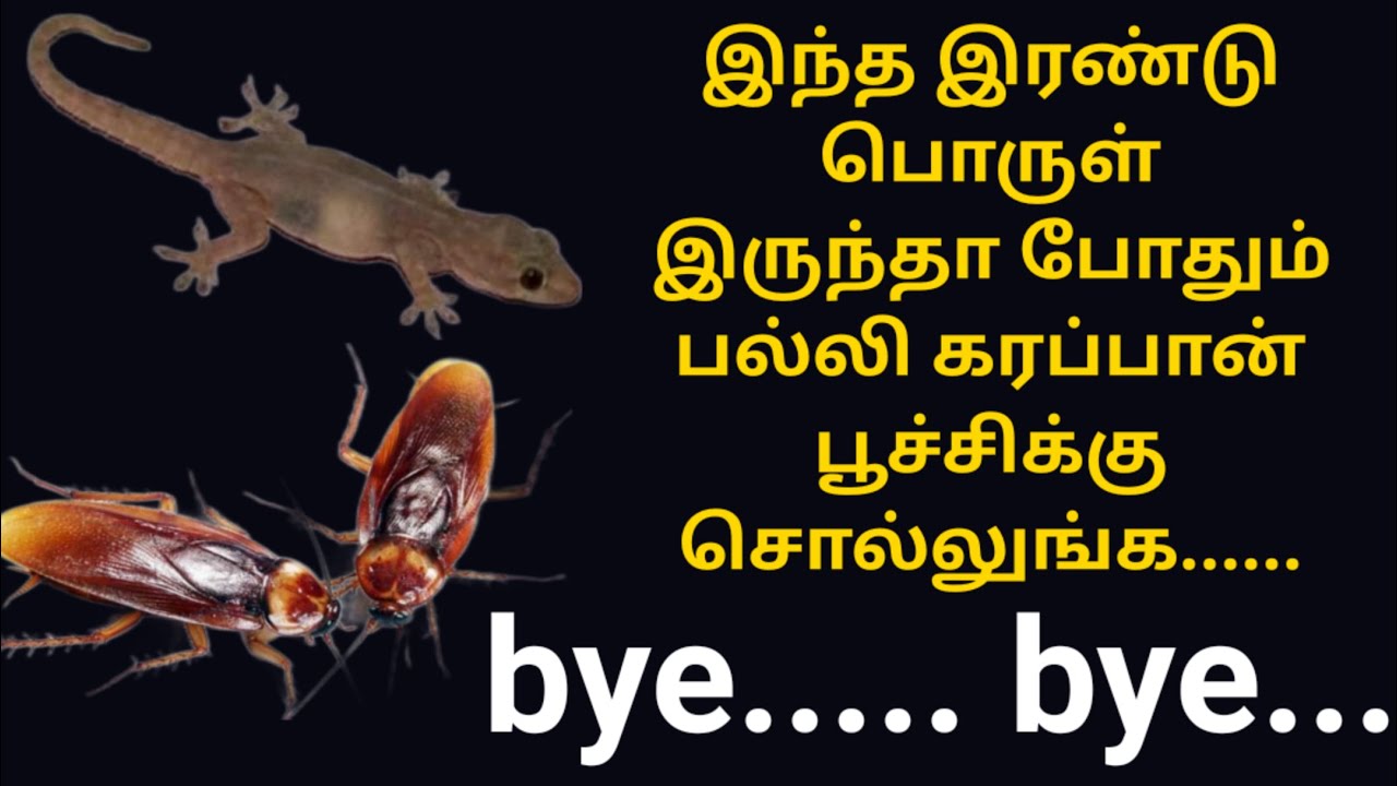 karapan poochi tholai poga/palli tholai poga tips in tamil/lizard ...