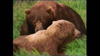 National Geographic Special, Giant Bears of Kodiak Island (1994)