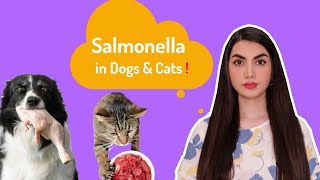 Salmonella Infection In Dogs & Cats: Symptoms, Causes, & Treatments