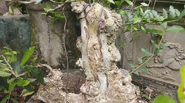 Tiếp tục cắt tỉa và chỉnh sửa cho cây duối