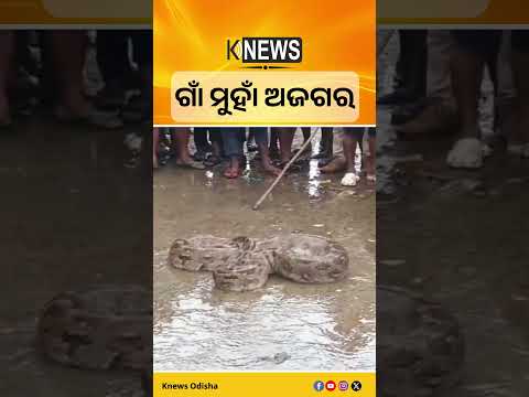 ମହାନଦୀରେ ମତ୍ସ୍ୟଜୀବୀଙ୍କ ଜାଲରେ ପଡ଼ିଲା ୧୬ ଫୁଟିଆ ବିଶାଳ ଅଜଗର #knewsodisha