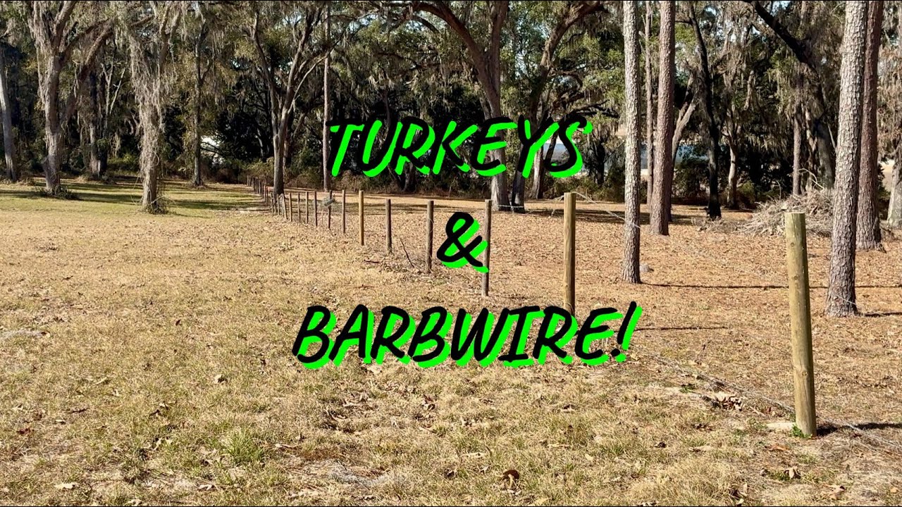 TURKEYS & BARBWIRE!      