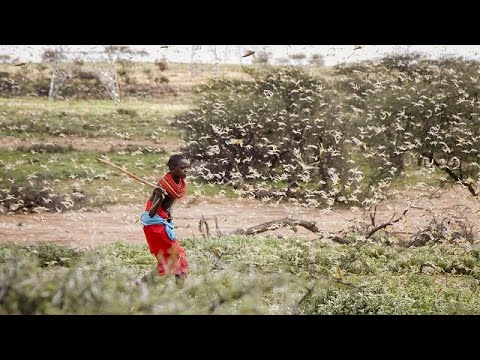 Uganda on alert as Kenya struggles to stop locust swarms