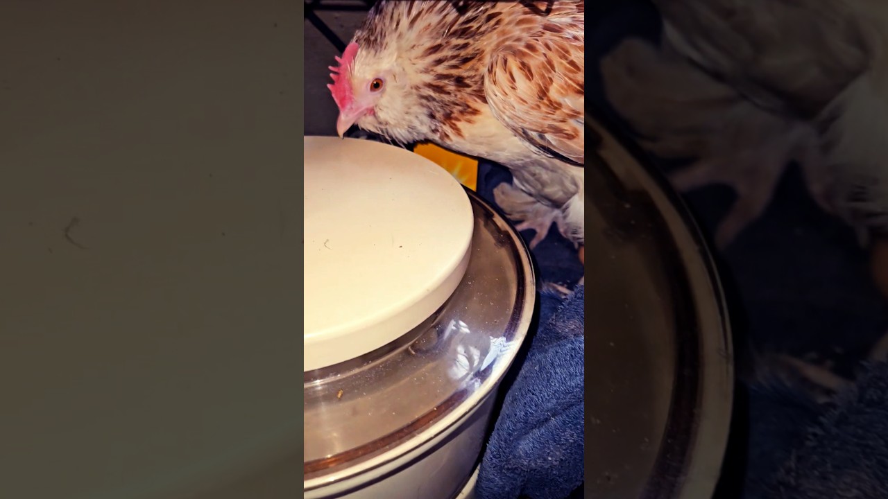 😱 My Hen Laid Her First Egg ❤️