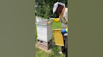 Honeybee Burr Comb #Shorts
