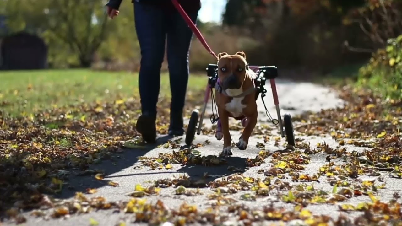 Disabled Rescue Dog with Zero Applications Finally Gets Adopted! YouTube
