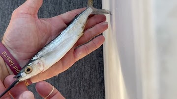 How to rig Ballyhoo for trolling