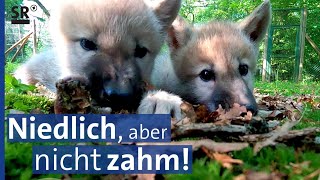 Wolfskinder - Die neue Generation im Wolfspark Werner Freund im saarländischen Merzig