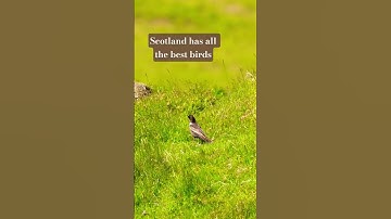 Thumbnail of Rare Bird Alert! 📢         Ring Ouzel. #wildlife #birds #nature
