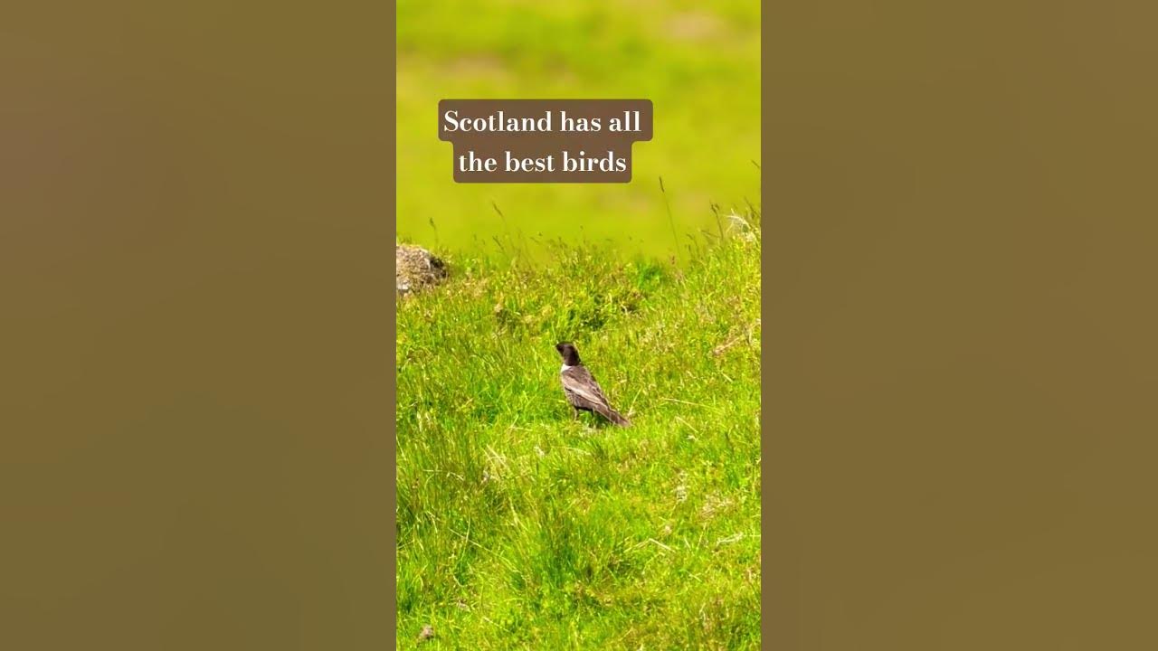 Rare Bird Alert! 📢         Ring Ouzel. #wildlife #birds #nature