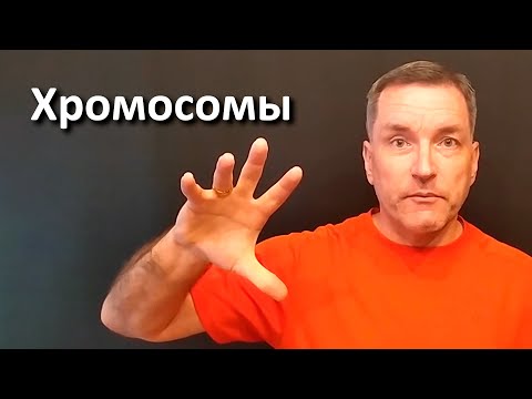 Хромосомы
