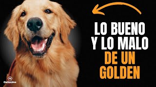 GOLDEN RETRIEVER: VENTAJAS Y DESVENTAJAS DE TENER UNO.