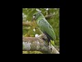 sonidos del loro corona azul (amazona farinosa)