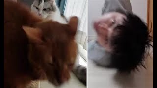 カメラに突っ込む茶色猫 (おまけ・カメラに突っ込む飼い主)