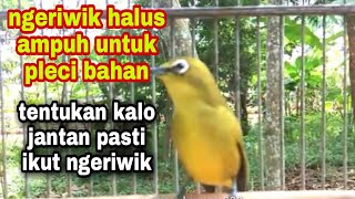 pleci pacitan ngeriwik  pancingan buat pleci bahan agar cepat ngeriwik