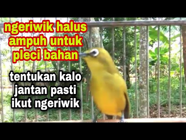 pleci pacitan ngeriwik  pancingan buat pleci bahan agar cepat ngeriwik class=